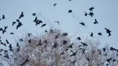 一群秋鸟从树上起飞，一群乌鸦黑鸟干树。鸟儿在天空中乌鸦
